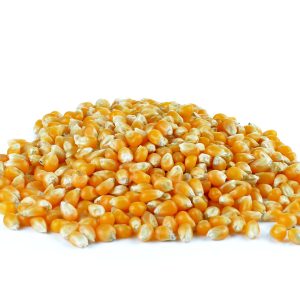 Popcorn Kernels - Organic